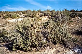La riserva naturale di Souss-Massa - Marocco meridionale. La caratteristica vegetazione semi arida con euforbie cactacee.